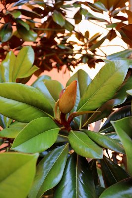 Magnolia grandiflora 'DD Blanchard' - šácholán velkokvětý - pupen květ02